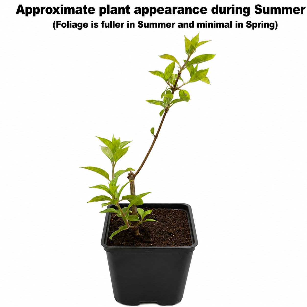 Phantom Hydrangea Shrub starter plant