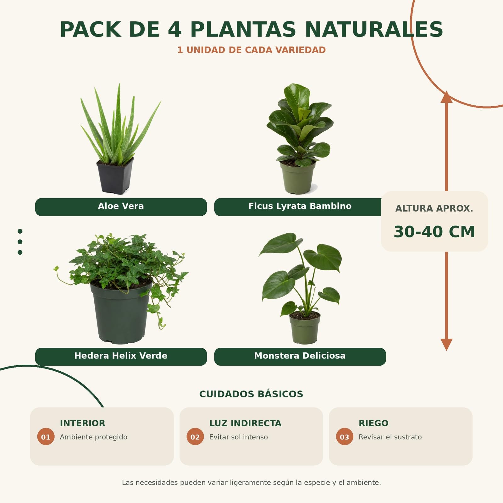 DECOALIVE Selección 4 Plantas de Interior: Aficionados a las Plantas