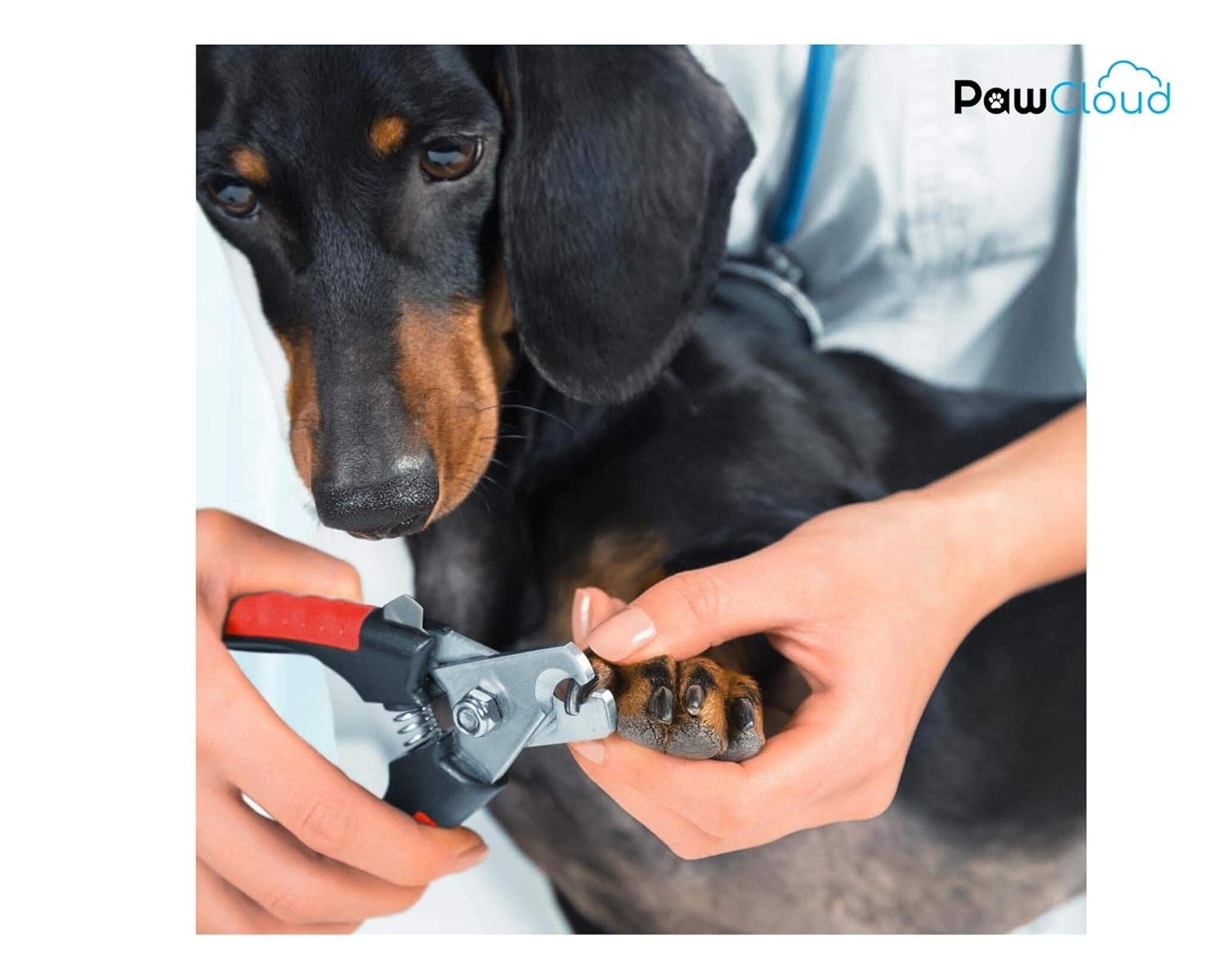 PawCloud Stainless Steel Dog Nail Cutter, with Pet Safety Guard & Lock - Medium 3