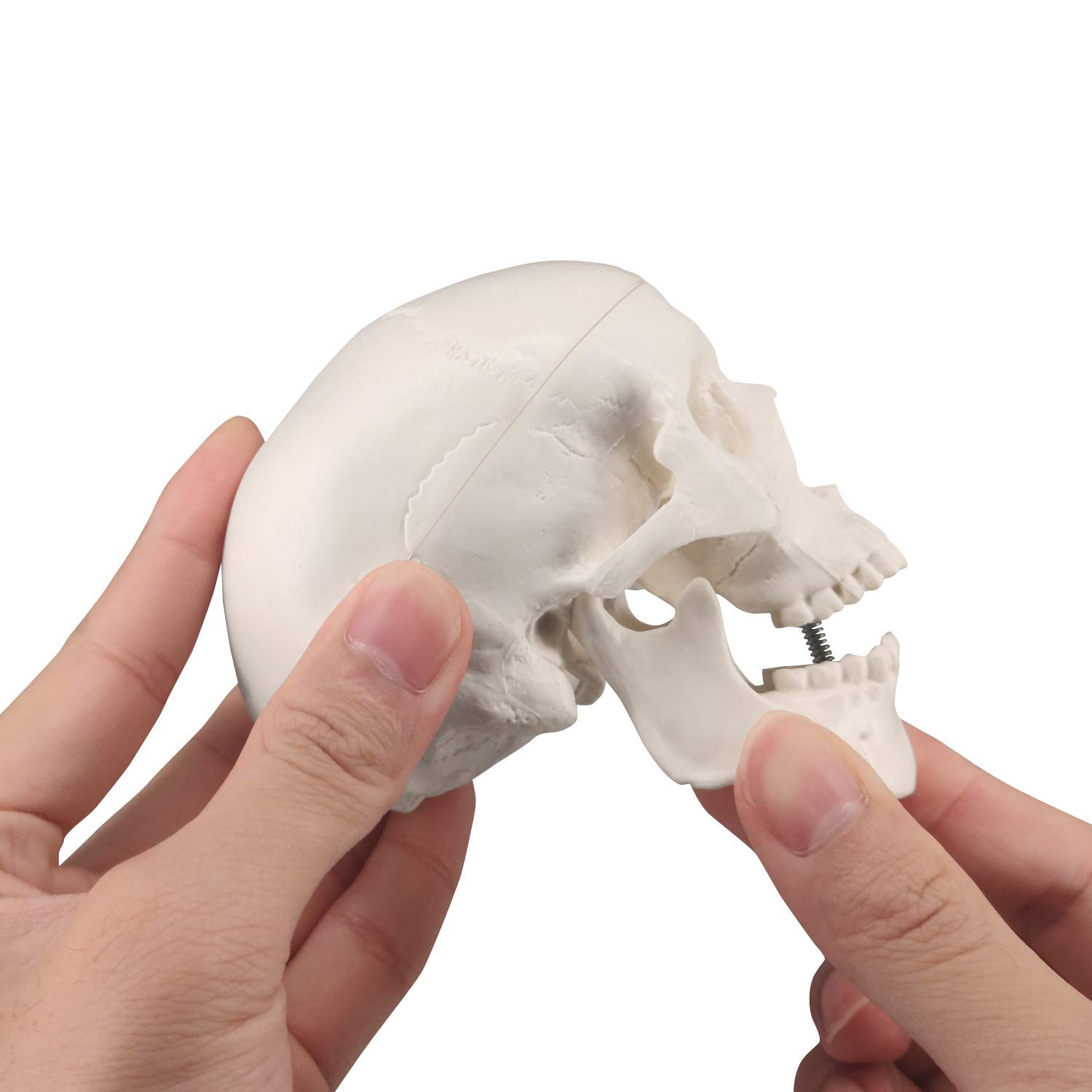 Miniatur-Schädelmodell, menschlicher medizinischer Schädelknochen, anatomisches Modell, kleine Größe, Schädelknochen eines Erwachsenen für den Bildungsbereich