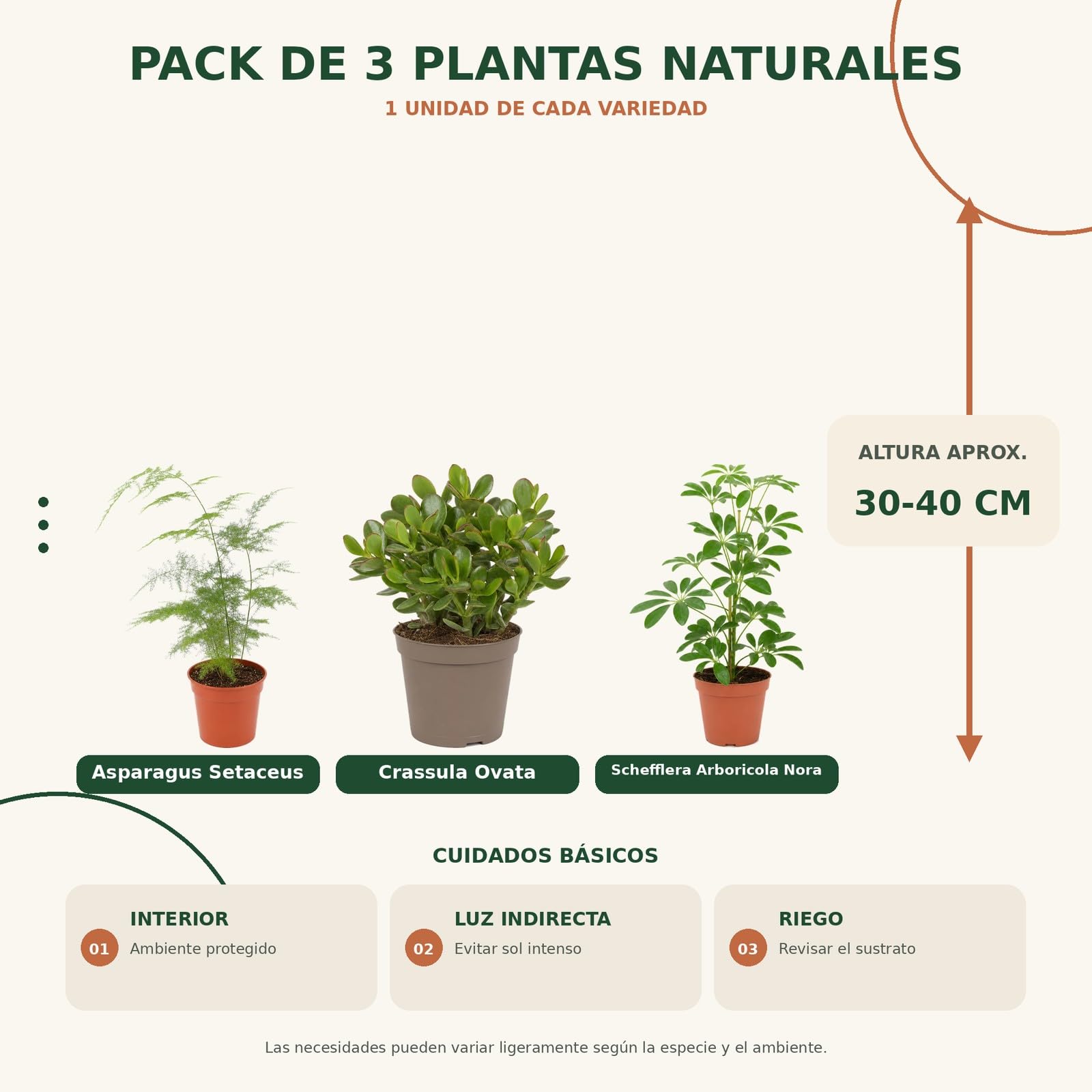 DECOALIVE Pack 3 Plantas Naturales para Regalos de Inauguración