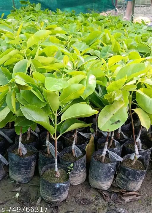 Image of Hybrid KG10 Thai King Size Jamun Plant Pack of 1 | Kg 10 Jumbo Jam Grafted Live Plant, Thai Variety Black Jamun Fruit Tree for Home Garden Planting | KJ4