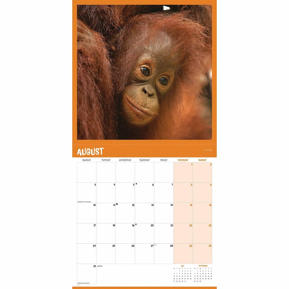 Orangutan – Orang-Utan 2026 – Wand-Kalender: Original Carousel-Kalender [Mehrsprachig] [Kalender]