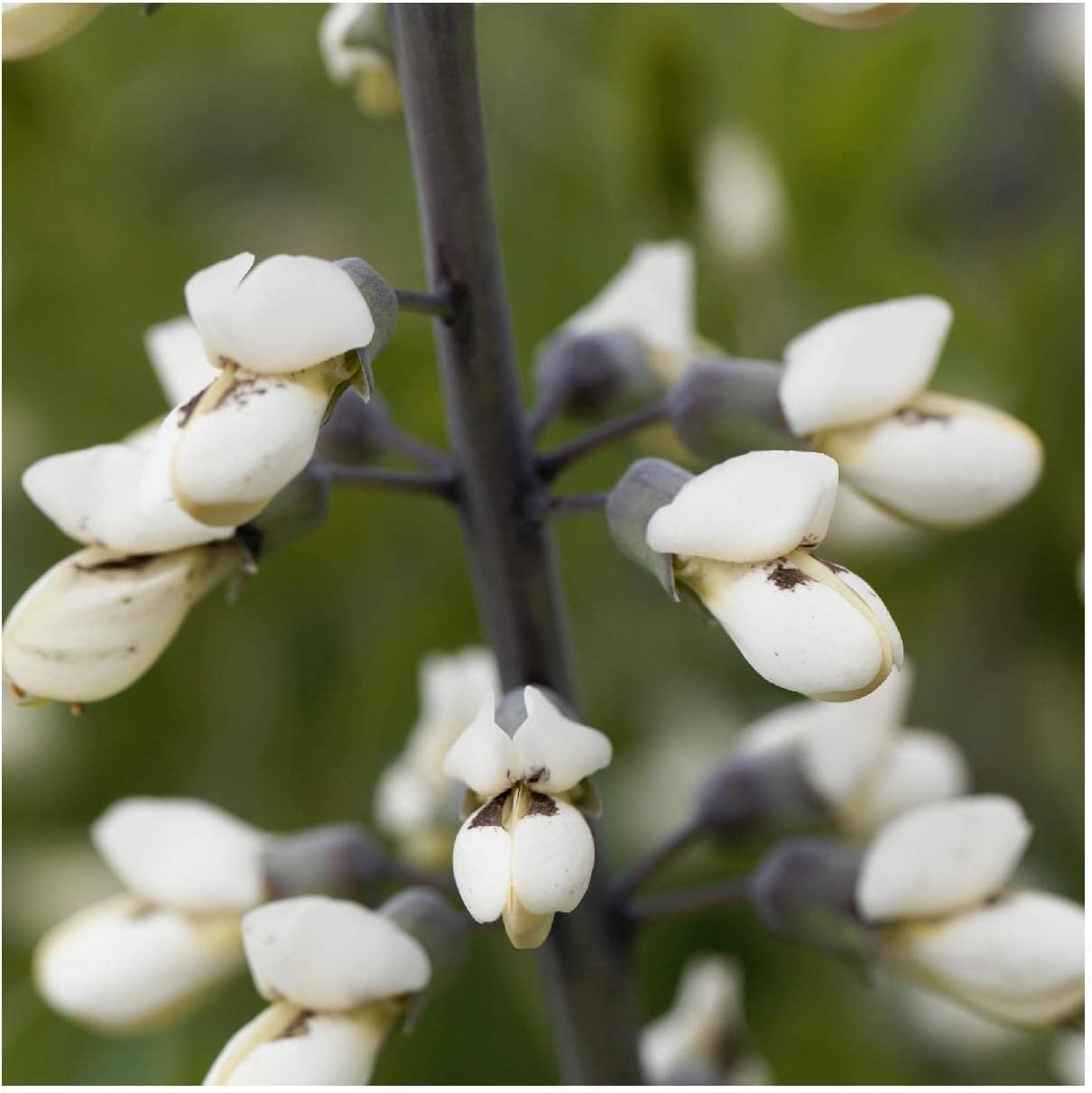 Everwilde Farms - 1/4 Lb White Wild Indigo Native Wildflower Seeds - Gold Vault