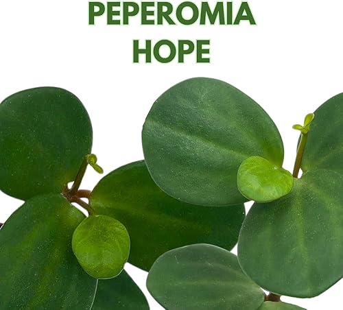 Miniatura 2 de BubbleBlooms Peperomia Hope in a 2 inch Pot Trailing Jade peperomia rotundifolia Tiny Mini Pixie Plant