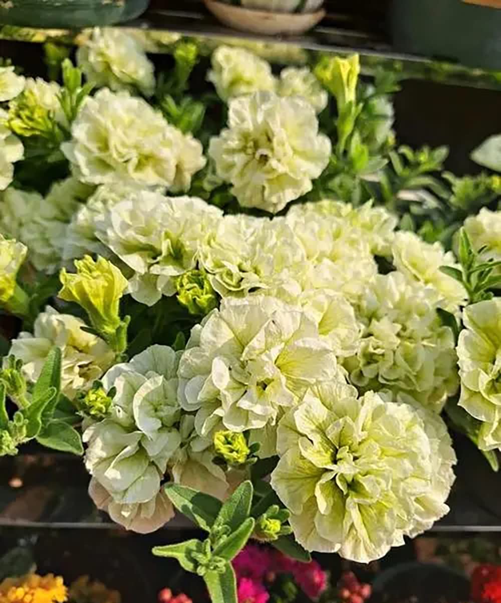 100pcs gelbe Petunien Samen die den Hof dekorieren mehrjährige Zierblumen einfache Pflanzung Gartendekorationen Machen die Umgebung schön