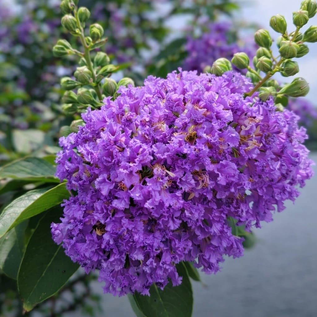 Furush Flower Live Plant-Purple Crape Myrtle|Jarul|Sawani|Pride of India|Lagerstroemia- Perennial Flowering Tree with Vibrant Bloom|Air Purifying & Easy Care Sapling for Home Garden (Pack of 1)-image-36