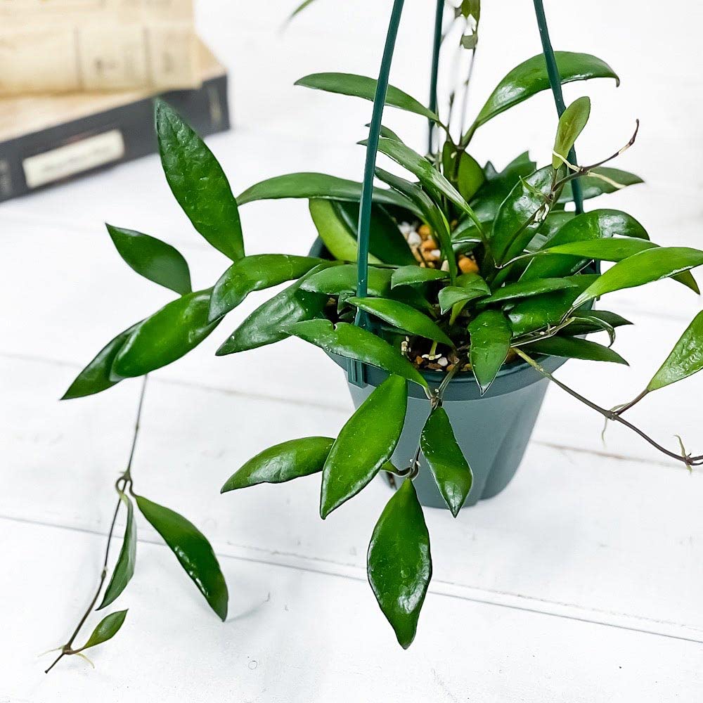 Amazon|PLANCHU 観葉植物 ホヤ デビットクミンギー 4号吊り鉢 Amazon|PLANCHU 観葉植物 ホヤ デビットクミンギー 4号吊り鉢