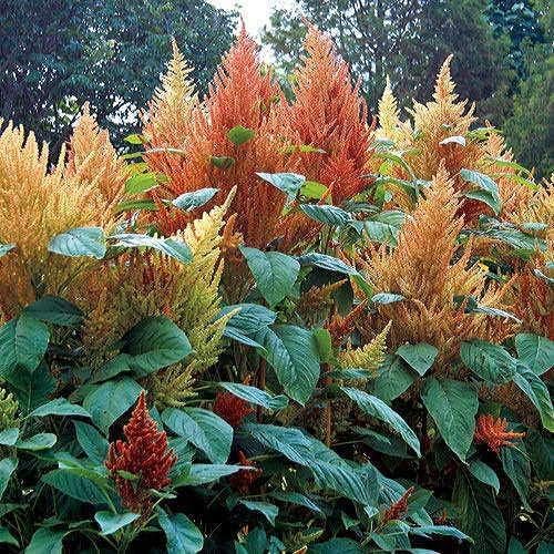 Park Seed s Autumn Touch - Semillas de flores de amaranto, paquete de 50 semillas