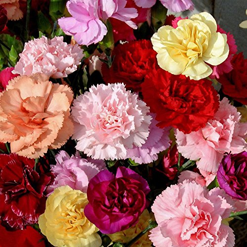 3000 Mixed Carnation Seeds – HOA Cẩm Chướng – Dianthus Caryophyllus – 99% Germination Rate – Beautiful for Yard & Garden Landscaping