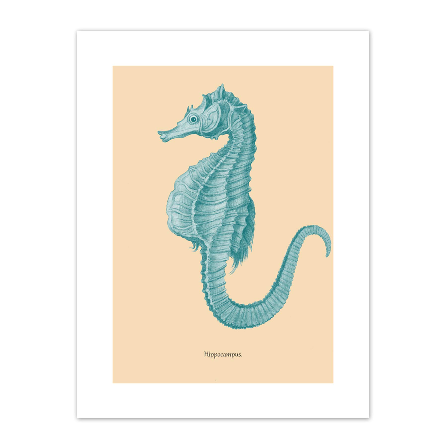 Wee Blue Coo Sea Horse Hippocampus Blue Art Print Canvas Premium Wall Decor Poster