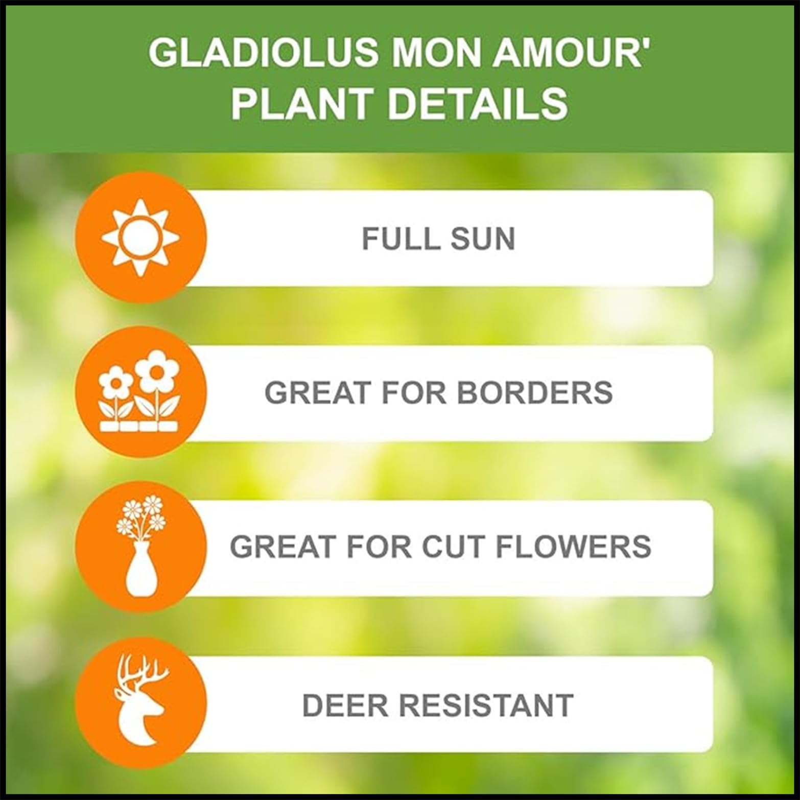 Gladiolen 2026 -Edles Accessoire-Farbenreich & Elegant-Ausgefallenes Design-Sammleredition-Gartenkunst-Robust & Einfach-15 Gladiolen -B