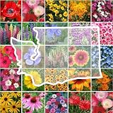Eden Brothers Washington Wildflower Mixed Seeds for Planting, 1/4 lb, 120,000+ Seeds with Cosmos, Bluebell | Attracts Pollinators, Plant in Spring or Fall, Zones