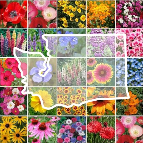 Eden Brothers Washington Wildflower Mixed Seeds for Planting, 1/4 lb, 120,000+ Seeds with Cosmos, Bluebell | Attracts Pollinators, Plant in Spring or Fall, Zones by Eden Brothers - Used condition - US$17.57