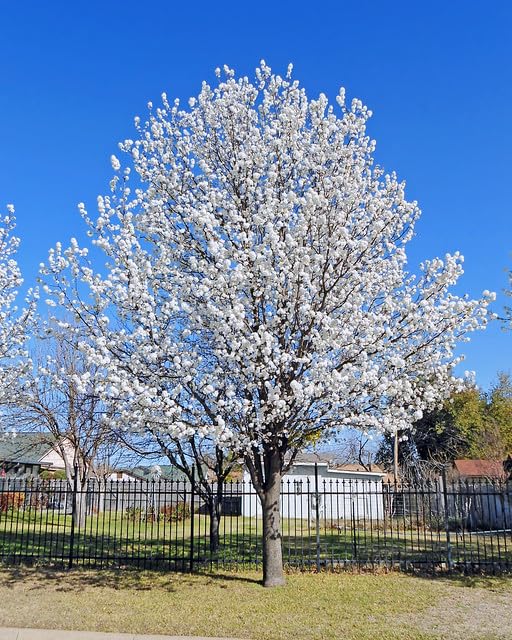 Generic 12 Bradford Pear Tree Seeds, White