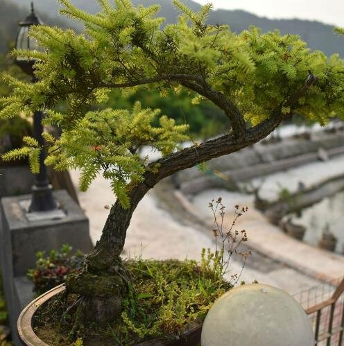 Graines de bonsaï de genévrier Fleurs en pot Bonsaï de bureau Purifie l'air Absorbe les gaz nocifs Paquet de 500 graines