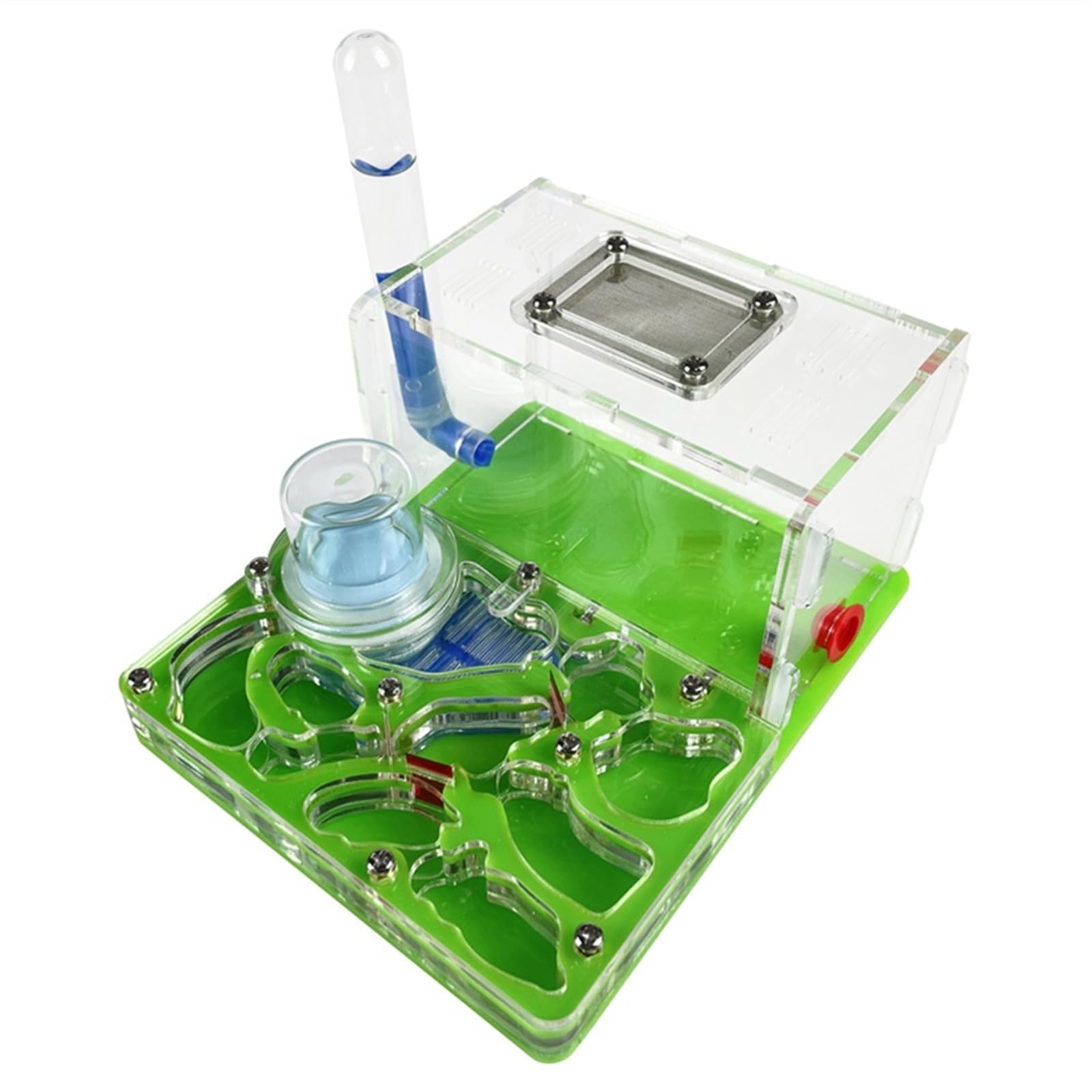 Maison pour fourmis verte avec atelier d'observation pour bureau