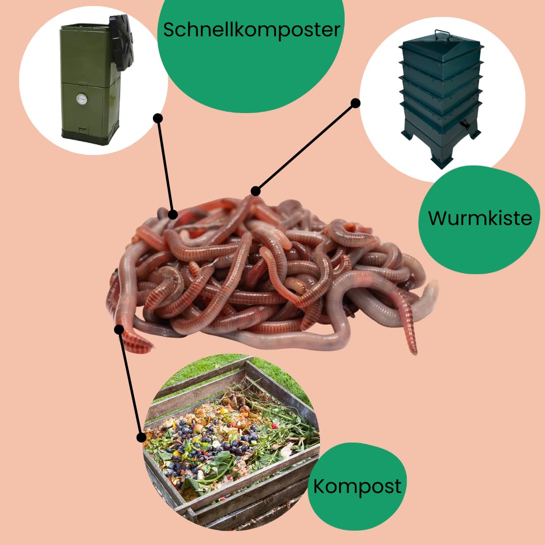 Kompostwurm-Mix 500 gram ≈ 500 STK. eingebettet in Kompost für 100% sicheres Versand | Mit 3 Arten lebenden Kompostwürmer | Billiebin