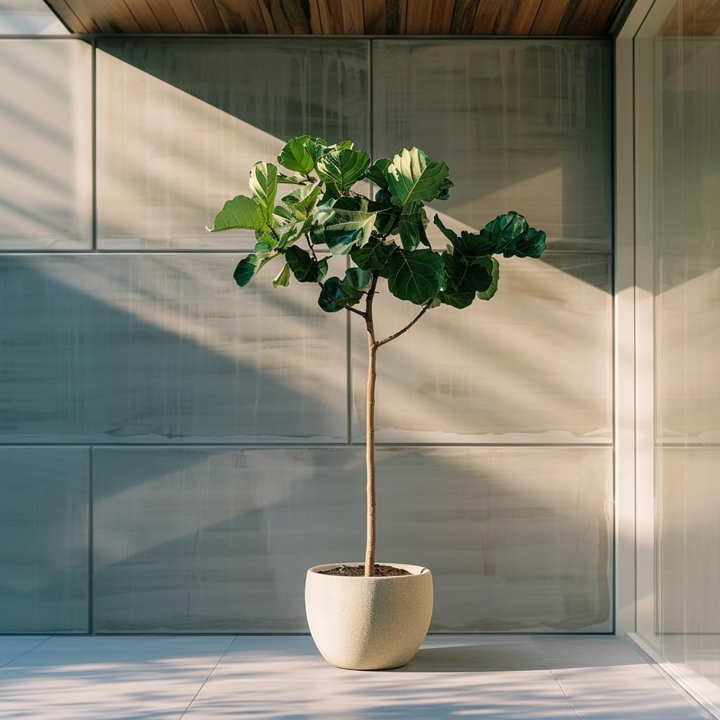 Plant in a Box - Drzewko Figowe - Figa - Ficus Carica - Mrozoodporny - Doniczka 21cm - Wysokość 70-90cm
