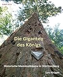 mammutbaum kaufen hamburg  Die Giganten des Königs: Historische Mammutbäume in Württemberg