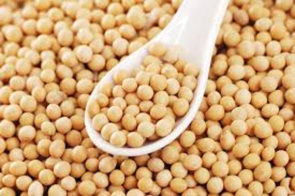 SOYA BEANS- 55lb