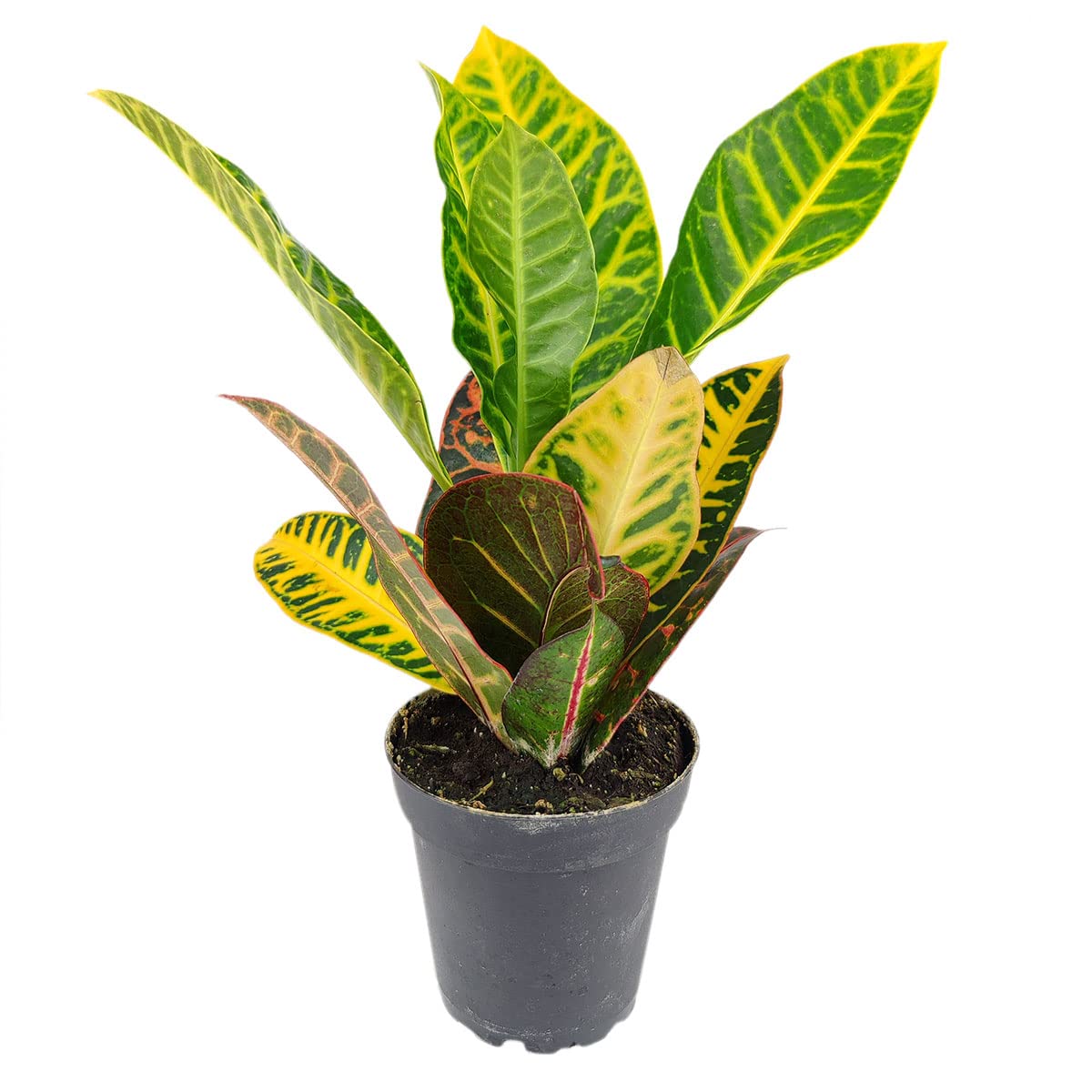 SUCCULENTS BOX Croton Petra 4 in Grower Pot