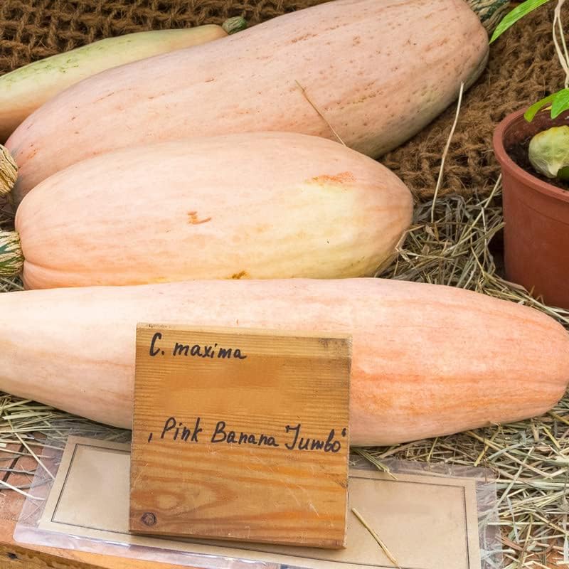 Miniatura 2 de Plátano rosa calabaza (10 semillas)