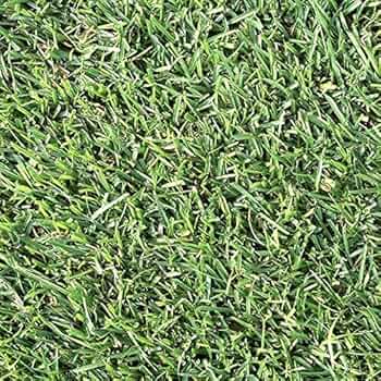 【あれっぽのねずみさま専用】Benidai センチピードグラス 1kg あれっぽのねずみさま専用】Benidai センチピードグラス 1kg