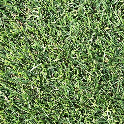 Amazon.co.jp: カネコ種苗 芝種 センチピードグラス 1kg : DIY