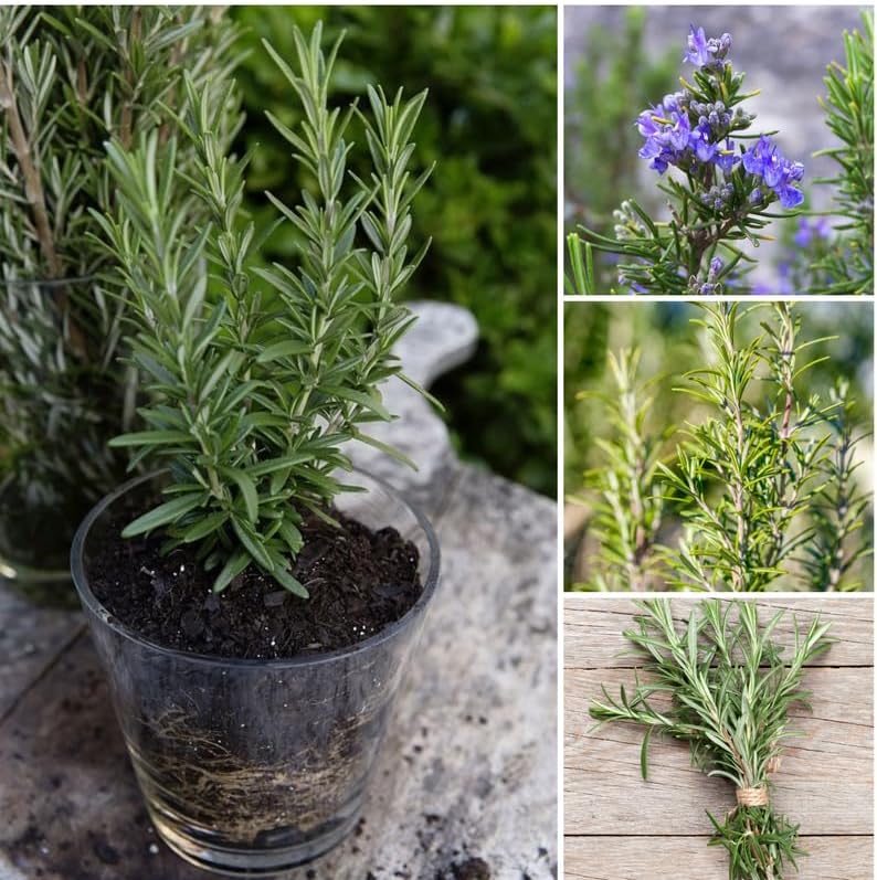 Miniatura 3 de Juego de 3 plantas de romero, planta de inicio de 3 a 6 pulgadas de alto, sin maceta, planta de hierbas de romero para jardín