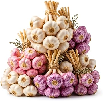 1 Lb Softneck Garlic Cloves for Planting, Edible Garlic Bulbs | Well-Drained Soil, Home Vegetable Garden, Winter Hardy Bulbs, Abundant Yield, Easy to Grow, Even Watering, Direct Sun