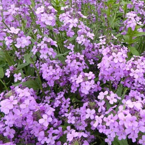 6x Violaciocca notturna – Hesperis matronalis – Vaso 9x9 cm – pianta perenne fioritura viola profumata giardino