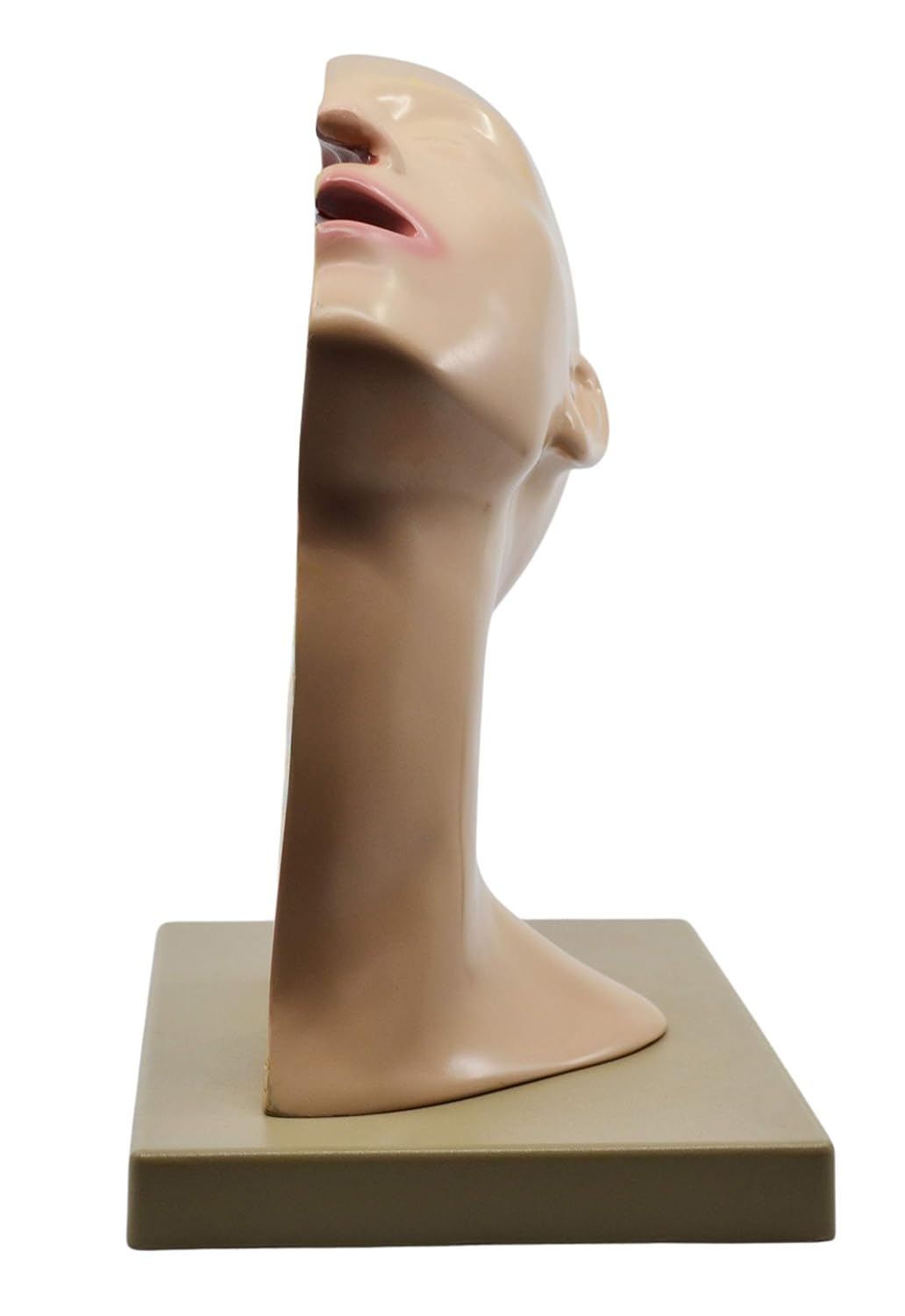 EISCO Nasal Swab Training Model, 12 Inch - for Demonstration of Nasopharyngeal Testing - Made of PVC