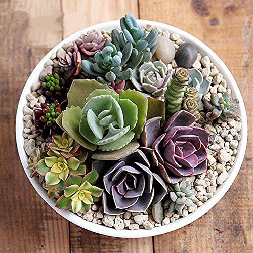 TankMR Farms Seeds 100Pcs Mixed Rare Plant Exotic Garden Lithops Succulent Seeds Potted Decoration for Garden Balcony/Patio