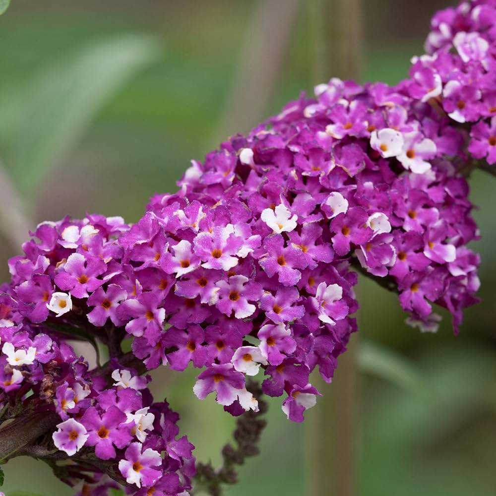 YouGarden Buddleia 'Berries and Cream', 1 x 2 Litre Pot, Summer Flowering, Ready to Plant