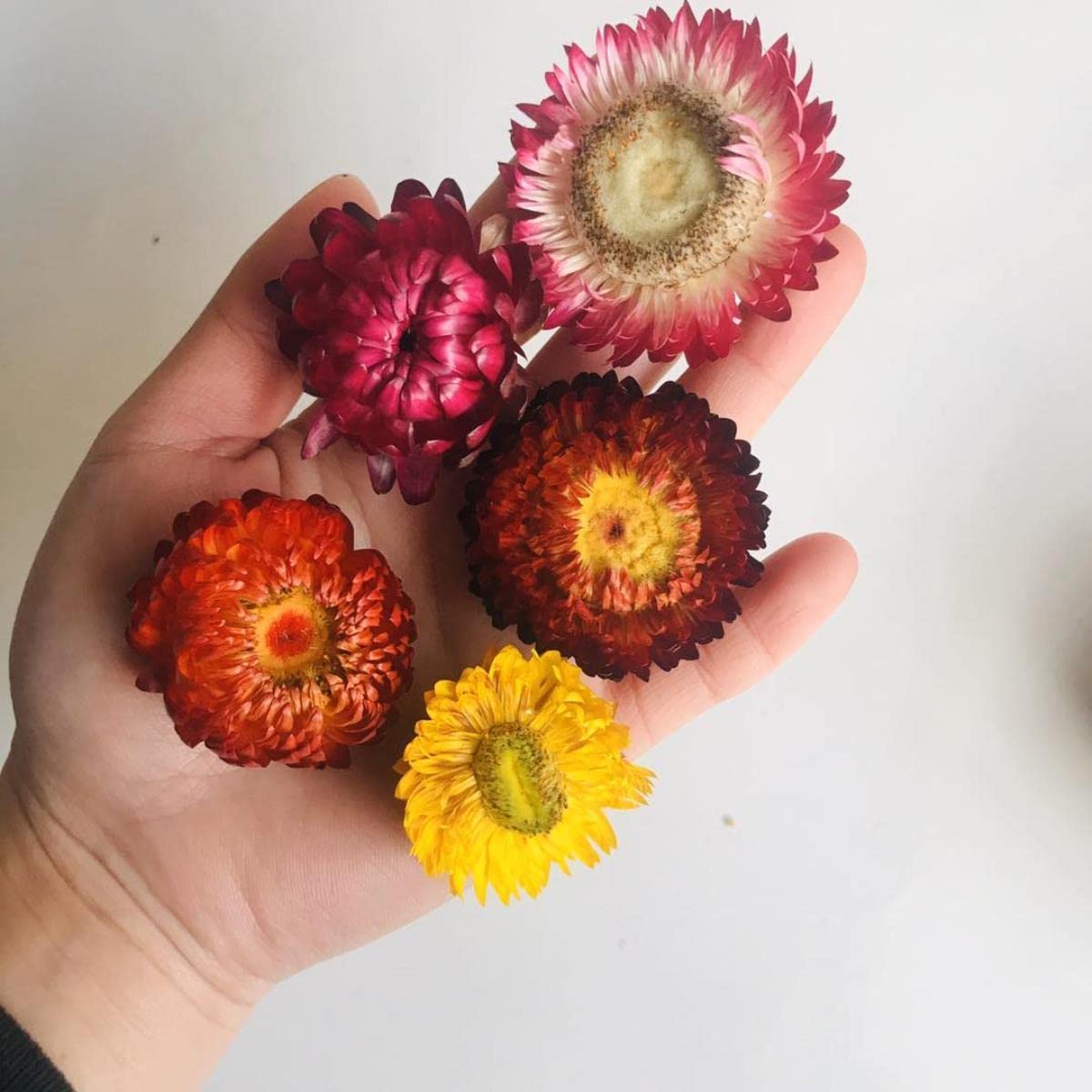 Getrocknete gepresste Blumen, 100 Stück natürliche getrocknete Blumen, Gänseblümchen, trockenes Stroh, Chrysanthemenköpfe, dekorative DIY-Heim-Hochzeitsdekoration for alle Arten von Bastelarbeiten – 1