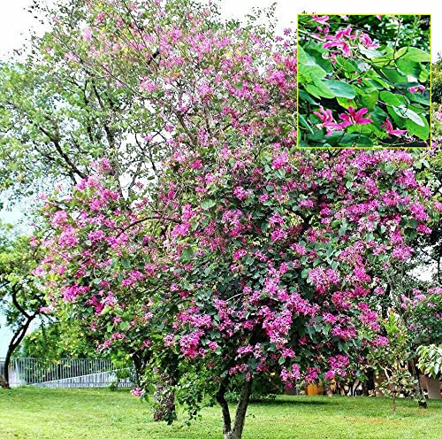 20 Bauhinia Purpurea Seeds Purple Orchid Tree Seeds #TOP1