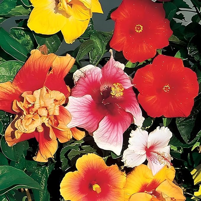 BeGrin 7-10 Colour Multi Grafted Live Plant shoeblack Hybrid Variety Hibiscus Rose Mallow Joba Flower Live Plant 1.5-2 Ft (B0D1DSXWQR) Amazon Price History, Amazon Price Tracker