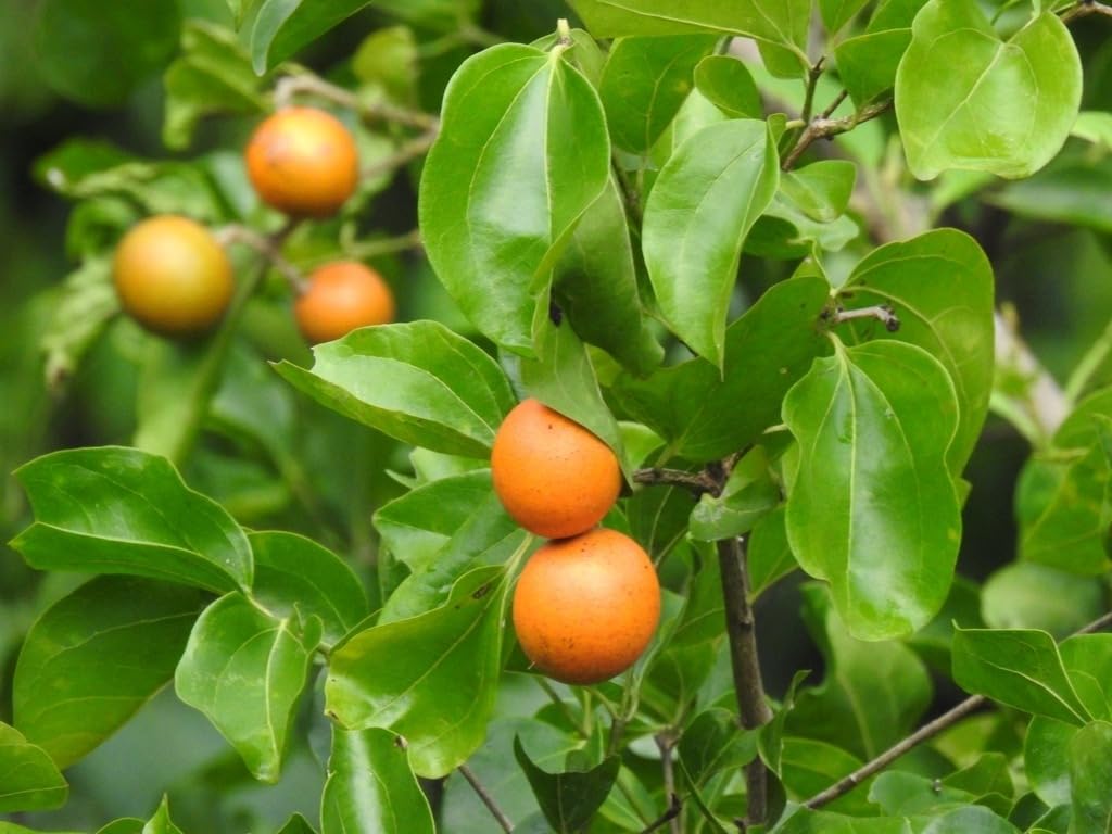 Indian Gardening Vastu Plant Kaanjiram | Strychnos Nux-Vomica Live Tree – Ashwini Star | Outdoor Grow | Pooja Plant | Home Temple Garden-image-15
