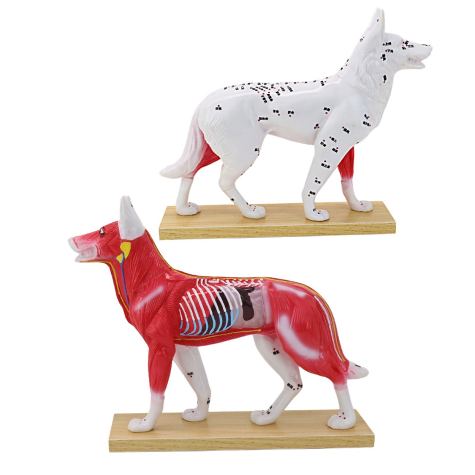 Modello veterinario professionale di agopunto con punti meridiani Modello anatomico canino e felino per addestramento clinico Anatomia animale Aguglio