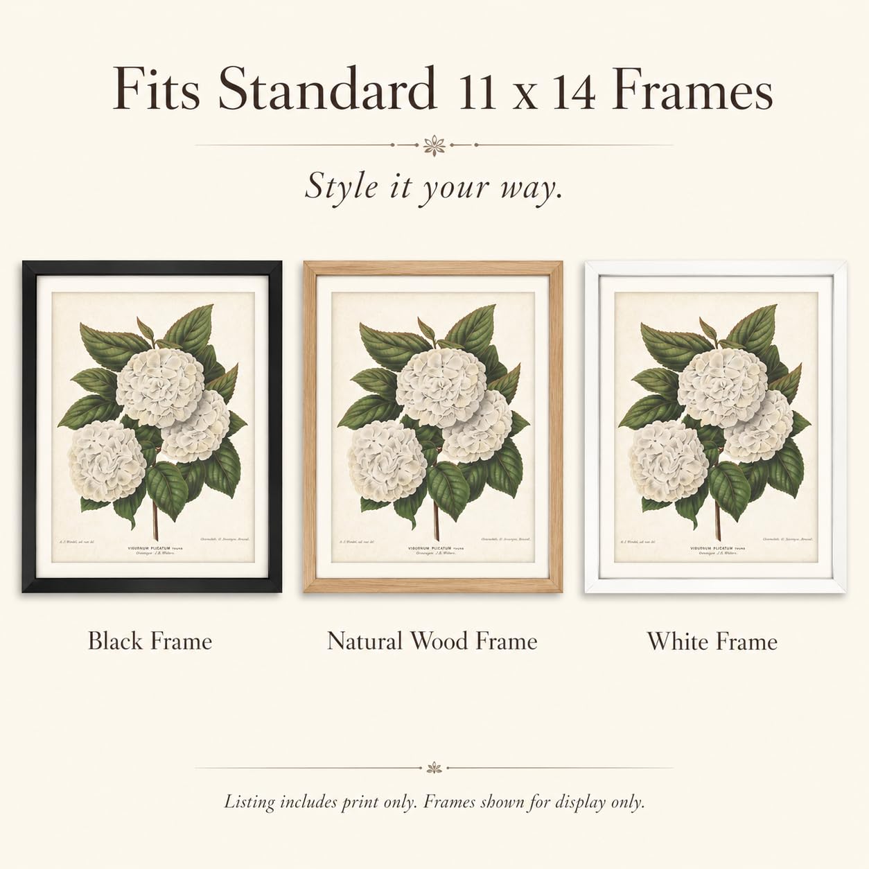 Amazon.com: Japanese Snowball Flower Illustration 11x14 Unframed