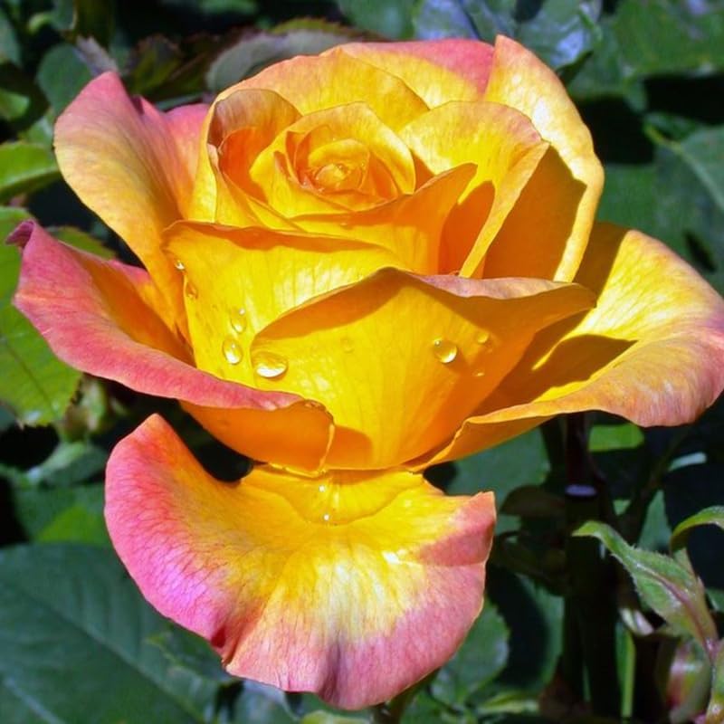 Miniatura 3 de Rose Bush - Planta viva, planta híbrida de rosa de té, 5-9 pulgadas de alto, árbol de flores fragantes, bien enraizado 1 año de edad, sin maceta