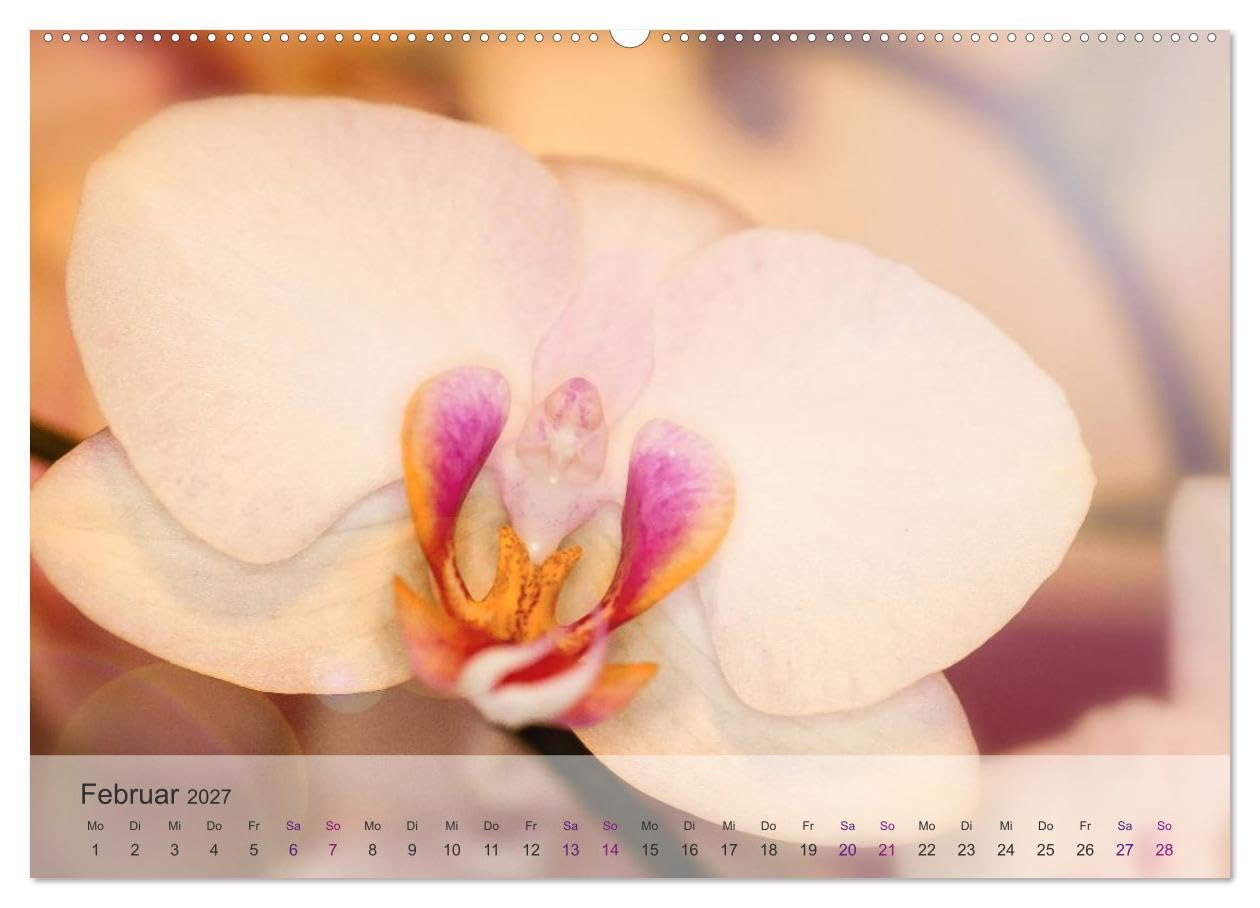 CALVENDO - Phalaenopsis - die zauberhafte Welt der Orchideen (Wandkalender 2027 DIN A2 quer), Monatskalender: Eine kleine zauberhafte Auswahl meiner Orchideen-Familie.
