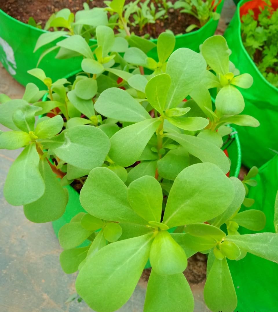 Seedbasket Pack-10 Native & Heriloom Green Leafy Vegetable Seeds Combo | 6200+ Seeds and Instruction Manual 2