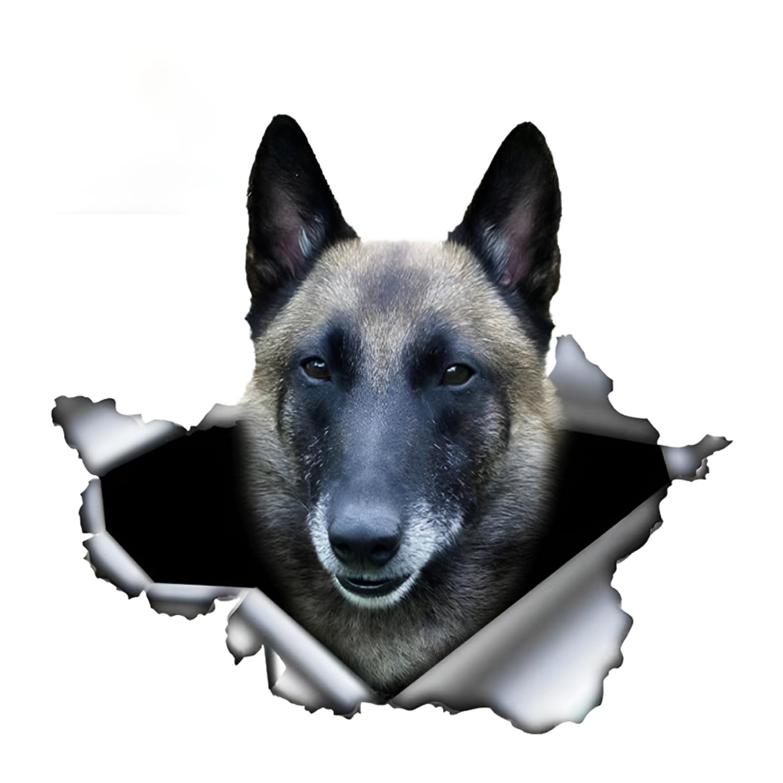 Autoaufkleber Belgische Malinois Aufkleber 18cm(7.1 Inch) Belgische Malinois 3D Zerrissen Reflektierende Autoaufkleber Belgische Schäferhund Lustig Aufkleber Stoßstange Heckscheibe Dekor