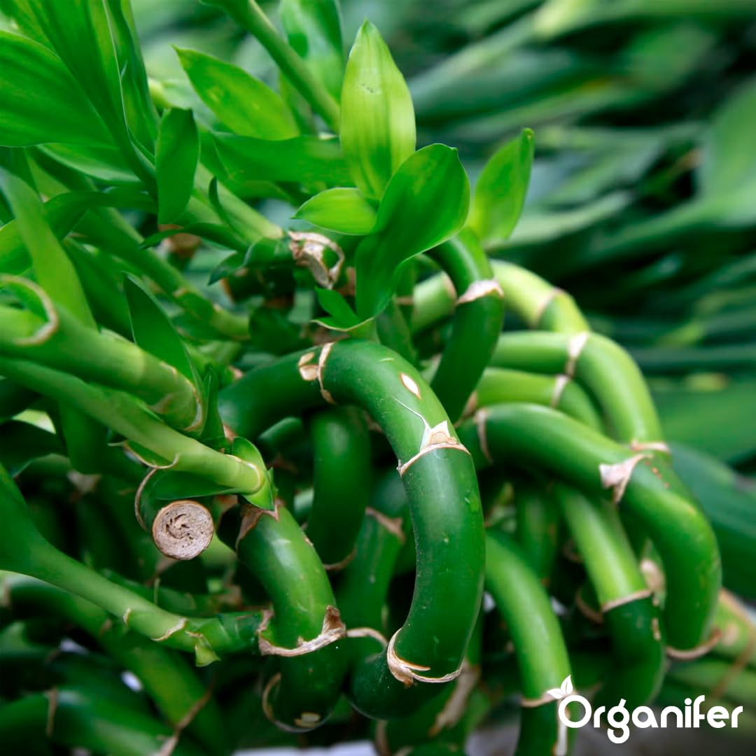 Lucky Bamboo Flüssigdünger - 10L - NPK 2-1-8 | Flüssig-Pflanzendünger Für Große Zimmerpflanzen-Sammlungen Und Innenräume - Organifer