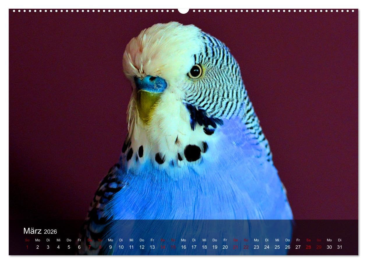 Wellensittiche - gesellige Freunde (hochwertiger Premium Wandkalender 2026 DIN A2 quer), Kunstdruck in Hochglanz: Bezaubernde Bilder niedlicher Wellis unterschiedlicher Farbgebung (CALVENDO Tiere)