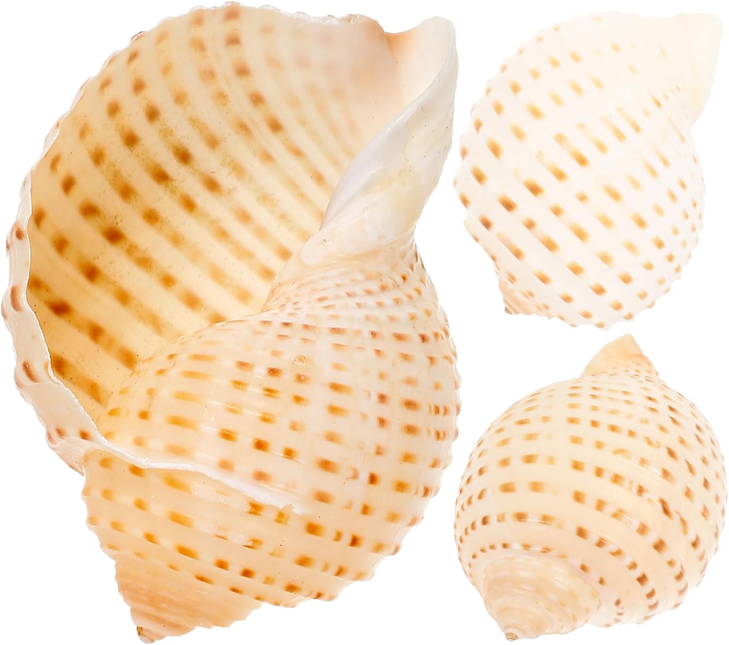 PATKAW Wedding Decor 3 Pcs Natural Sea Shells Huge Ocean Conch Large ...