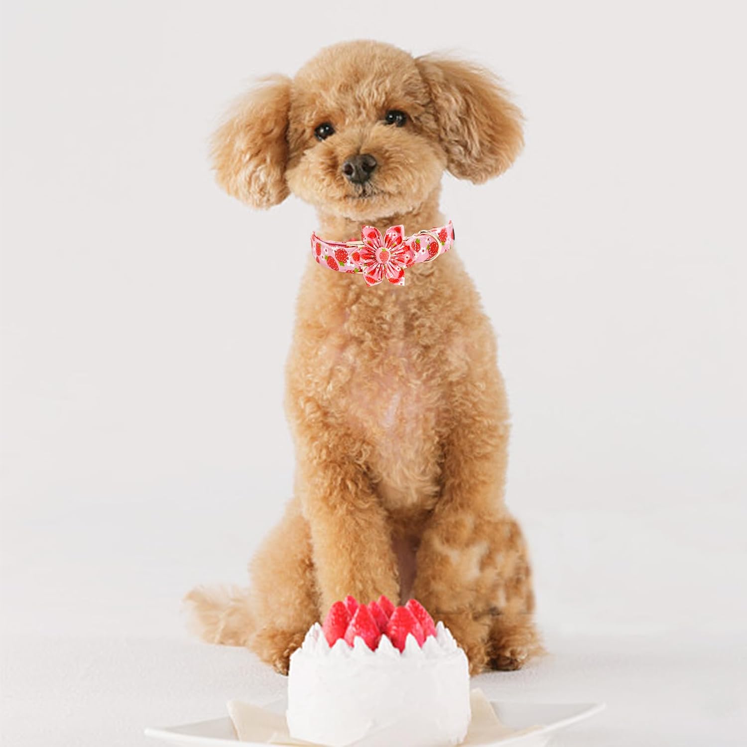 Elegant little tail Dog Collar, Spring Dog Collar with Flower Strawberry Print Cotton Soft Female Pet Collar Flower Dog Collar Adjustable Dog Collar for Large Dogs image 5