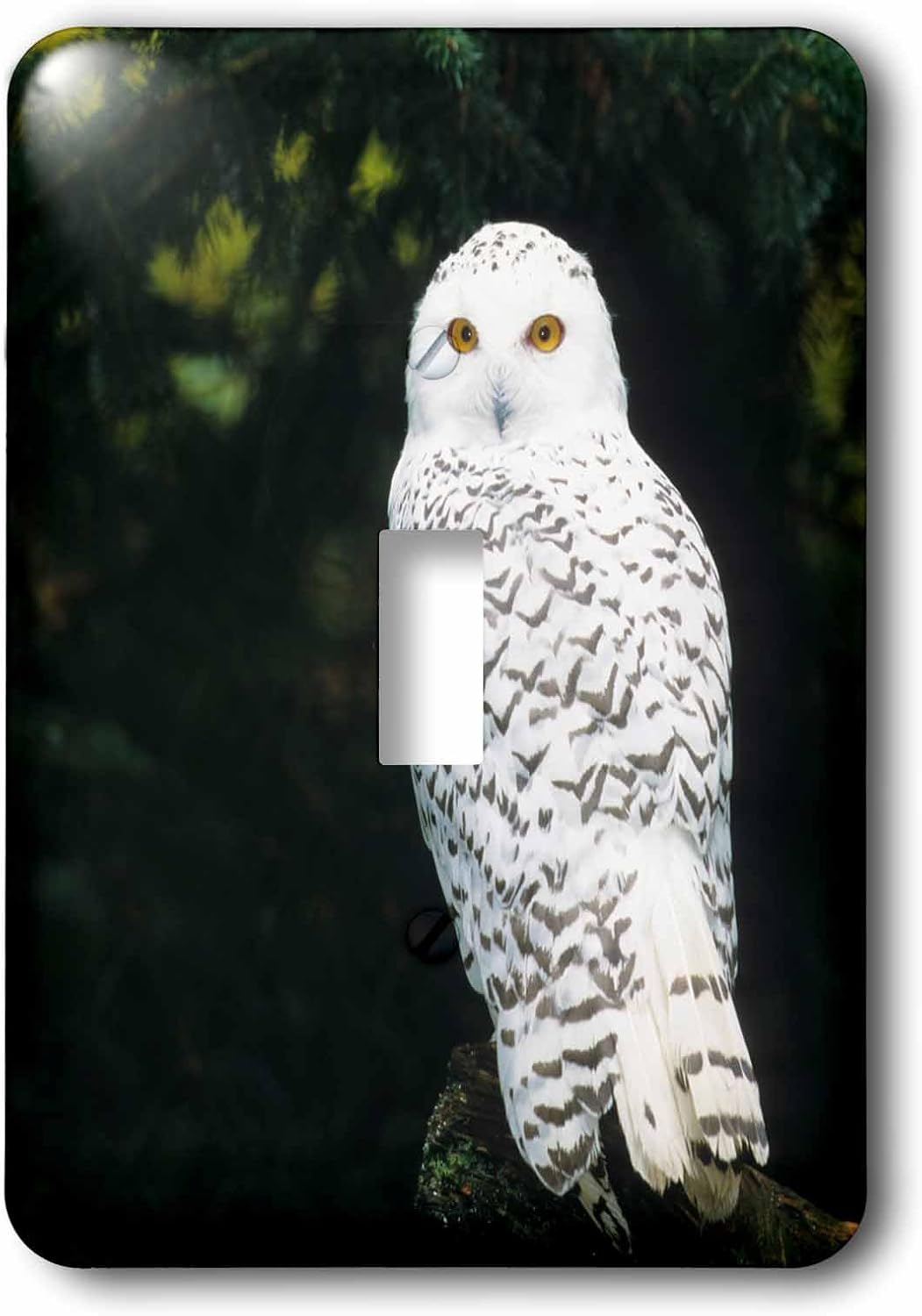 3dRose lsp_95801_6 Usa, Washington, Northwest Trek Snowy Owl Us48 Jme0424 John & Lisa Merrill 2 Plug Outlet Cover